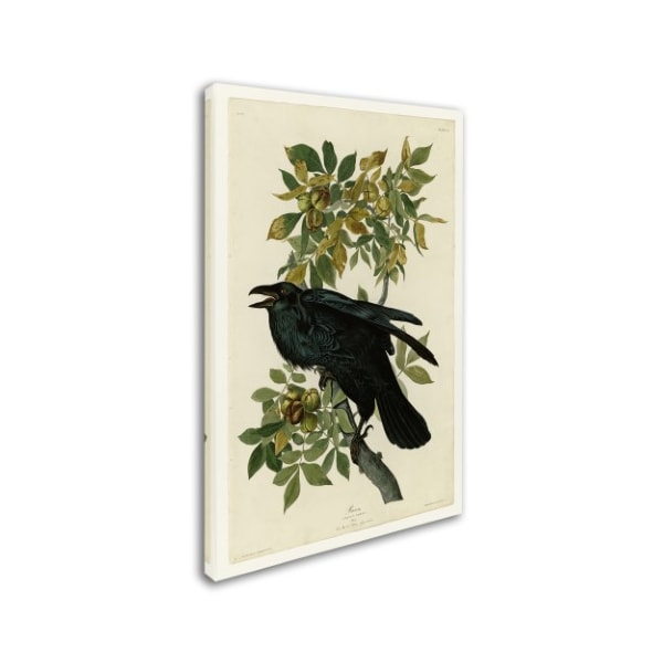 Audubon 'Ravenplate 101' Canvas Art,30x47